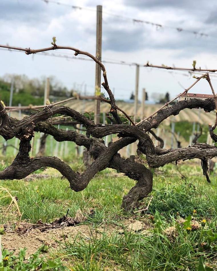 Old vines in the Bricco delle Viole vineyard, Barolo, farmed by G.D. Vajra